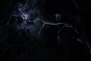 la belle au bois dormant baise avec la sorcière