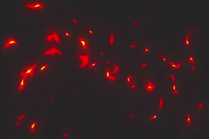 hentai : takamine ke no nirinka the animation 01 votfr hentai : takamine ke no nirinka the animation 01 votfr